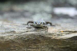 Otago Skink in New Zealand photo