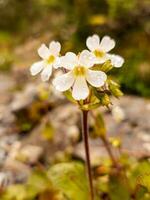 Primula Plant and Flower photo