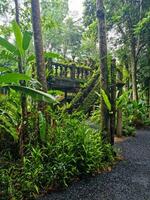 Paronella Park, Queensland Australia photo