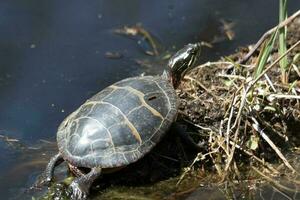 Red-eared Turtle in Australia photo