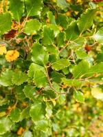 Red Beech Leaves photo