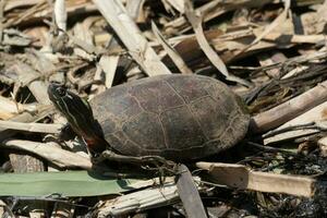 de orejas rojas Tortuga en Australia foto