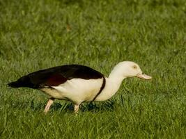 Radjah Shelduck in Australia photo