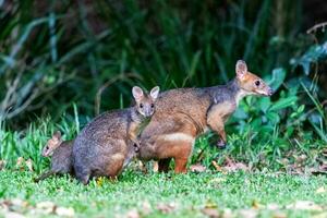 patas rojas pademelon en Australia foto