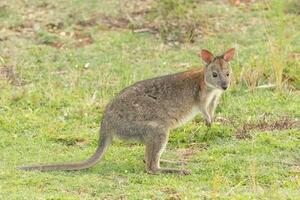 Red-necked Pademelon in Australia photo