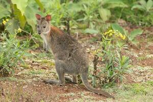 Red-necked Pademelon in Australia photo