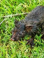 de cola anillada zarigüeya en Australia foto