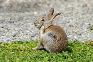 Wild Scratching Rabbit photo
