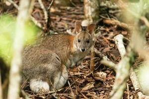 de cuello rojo pademelon en Australia foto