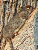 de cola anillada zarigüeya en Australia foto