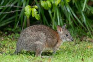 Red-necked Pademelon in Australia photo