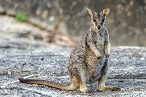 Rock Wallaby in Australia photo