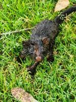 de cola anillada zarigüeya en Australia foto