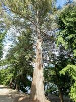 rojo cedro árbol foto