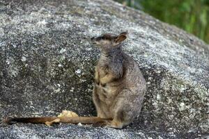 rock Wallaby en Australia foto