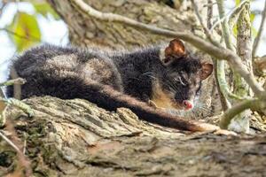 de cola anillada zarigüeya en Australia foto