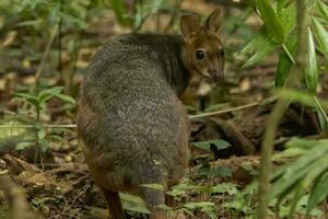 patas rojas pademelon en Australia foto