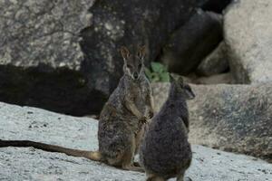 rock Wallaby en Australia foto