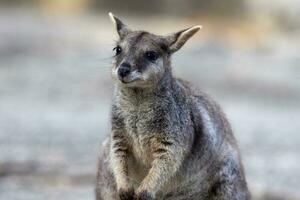 Rock Wallaby in Australia photo