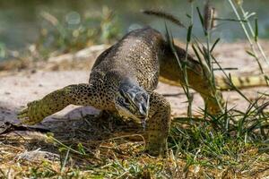 Sand Goanna in Australia photo