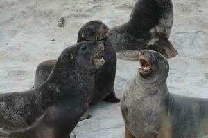 New Zealand Sea Lion photo