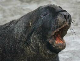 New Zealand Sea Lion photo