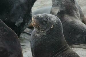 New Zealand Sea Lion photo