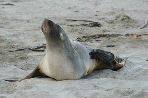 New Zealand Sea Lion photo