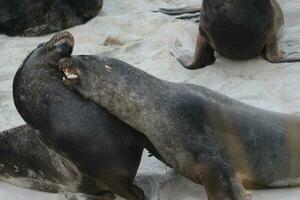 New Zealand Sea Lion photo