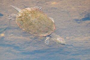 con cáscara de sierra Tortuga en Australia foto