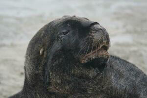 New Zealand Sea Lion photo