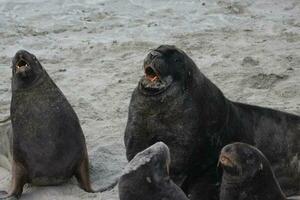 New Zealand Sea Lion photo