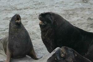 New Zealand Sea Lion photo