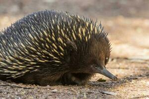 de pico corto equidna en Australia foto