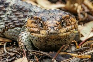 Shingle-backed or Blue-tongued Skink photo