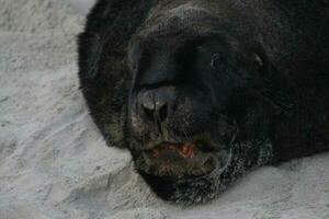 New Zealand Sea Lion photo