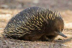 de pico corto equidna en Australia foto