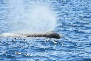 esperma ballena en nuevo Zelanda foto