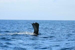 Sperm Whale in New Zealand photo