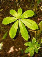 Siete dedo planta en nuevo Zelanda foto