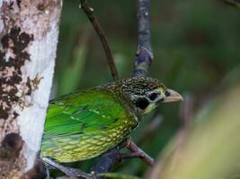 Spotted Catbird in Australia photo