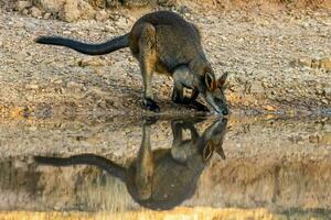 Swamp Wallaby in Australia photo