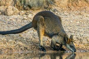 Swamp Wallaby in Australia photo