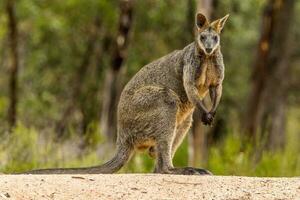 pantano Wallaby en Australia foto