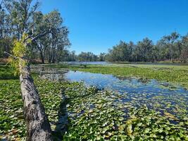 tahbilk lagar humedales en Australia foto