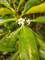 Tasmanian Ngaio Plant photo