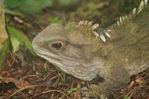 tuatara en nuevo Zelanda foto