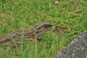 Tuatara in New Zealand photo