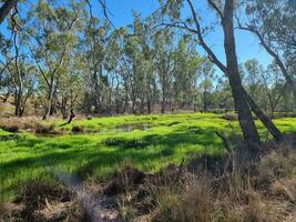 tahbilk lagar humedales en Australia foto