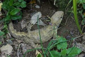 Tuatara in New Zealand photo